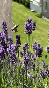 Hummingbird Hawk-moth (Macroglossum stellatarum)