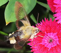 Broad-bordered Bee Hawk-moth (Hemaris fuciformis)