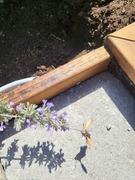 Hummingbird Hawk-moth (Macroglossum stellatarum)