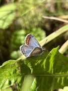 Common Blue (Polyommatus icarus)