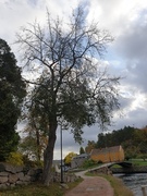 Small-leaved Lime (Tilia cordata)