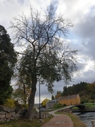 Lind (Tilia cordata)