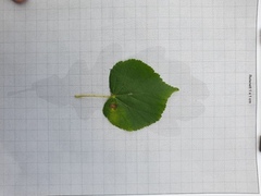 Small-leaved Lime (Tilia cordata)