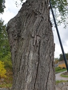 Lind (Tilia cordata)