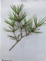 Furu (Pinus sylvestris)