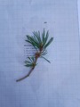 Furu (Pinus sylvestris)