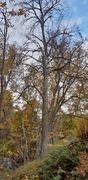 Small-leaved Lime (Tilia cordata)