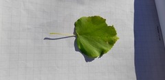 Small-leaved Lime (Tilia cordata)