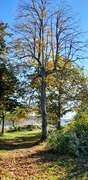 Small-leaved Lime (Tilia cordata)