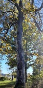 Small-leaved Lime (Tilia cordata)