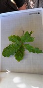 Sommereik (Quercus robur)