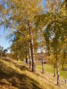 Hengebjørk (Betula pendula)