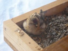 Polarsisik (Carduelis hornemanni)