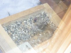 Arctic Redpoll (Acanthis hornemanni)