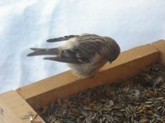 Arctic Redpoll (Acanthis hornemanni)
