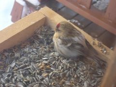 Arctic Redpoll (Acanthis hornemanni)