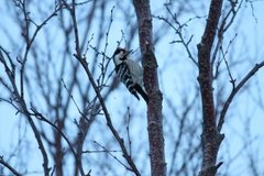 Lesser Spotted Woodpecker (Dendrocopos minor)