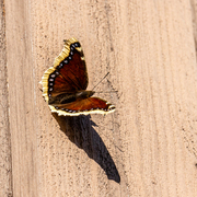 Sørgekåpe (Nymphalis antiopa)