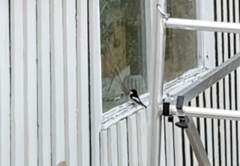 Pied Flycatcher (Ficedula hypoleuca)