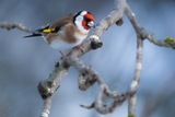 Stillits (Carduelis carduelis)