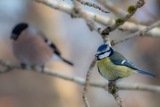 Blåmeis (Cyanistes caeruleus)