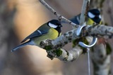 Kjøttmeis (Parus major)