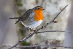 Rødstrupe (Erithacus rubecula)