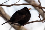 Svarttrost (Turdus merula)