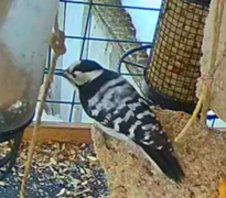 Lesser Spotted Woodpecker (Dendrocopos minor)