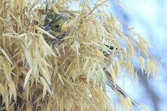 Yellowhammer (Emberiza citrinella)