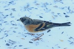 Brambling (Fringilla montifringilla)