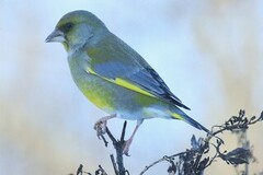 European Greenfinch (Chloris chloris)