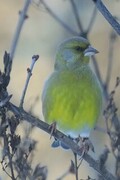 European Greenfinch (Chloris chloris)