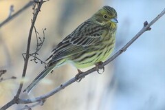 Yellowhammer (Emberiza citrinella)