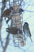 Eurasian Tree Sparrow (Passer montanus)