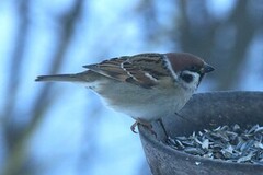Eurasian Tree Sparrow (Passer montanus)