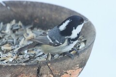 Coal Tit (Periparus ater)
