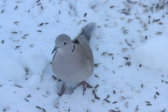 Tyrkerdue (Streptopelia decaocto)