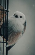 Stjertmeis (Aegithalos caudatus)