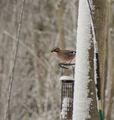 Nøtteskrike (Garrulus glandarius)