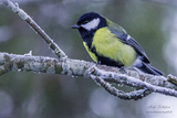 Kjøttmeis (Parus major)