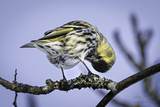 Grønnsisik (Carduelis spinus)