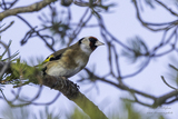 Stillits (Carduelis carduelis)