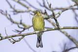 Gulspurv (Emberiza citrinella)