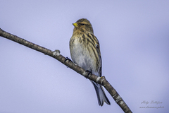 Bergirisk (Carduelis flavirostris)