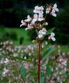 Kjempespringfrø (Impatiens glandulifera)