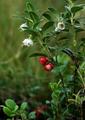 Tyttebær (Vaccinium vitis-idaea)