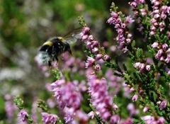 Bumble-bee (Bombus)