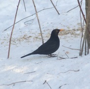 Svarttrost (Turdus merula)