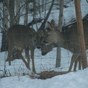 Roe Deer (Capreolus capreolus)